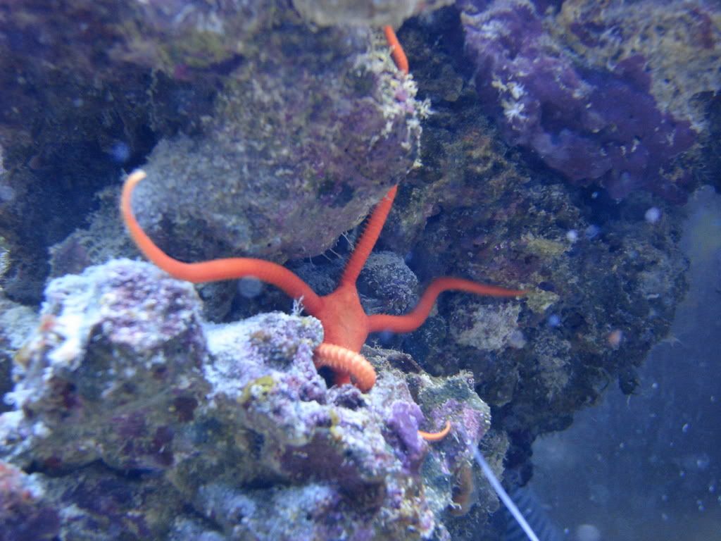DSC02433 - Coral Friendly Starfish?