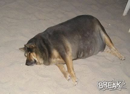 29may7-out-of-shape-dog.jpg