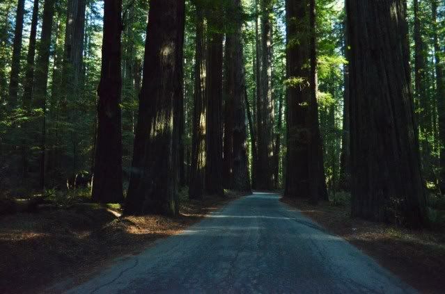 5-redwoodsroad-1.jpg