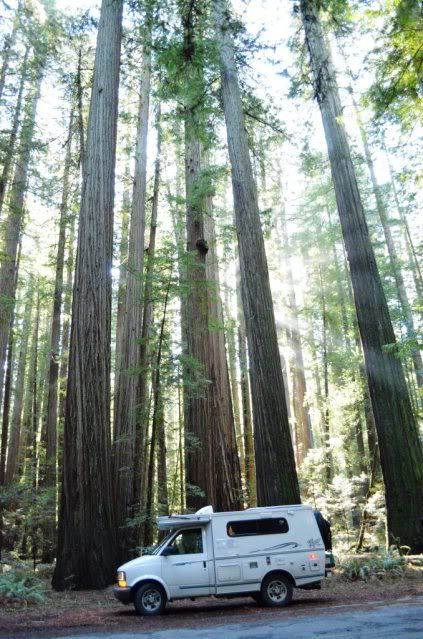 5a-redwoodsroad.jpg