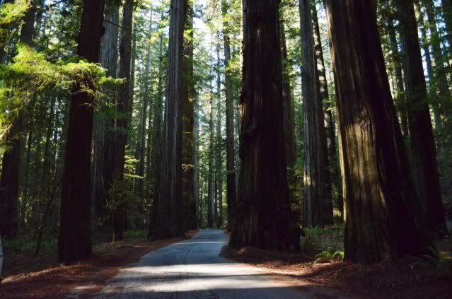5b-redwoodsroad.jpg