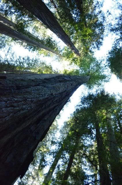 6-redwoods-1.jpg
