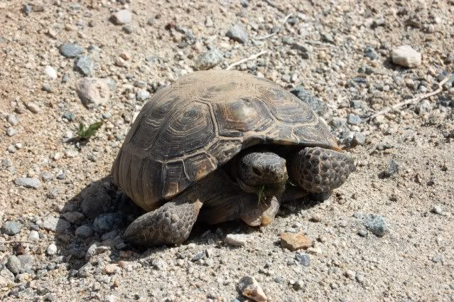 1-tortoise.jpg