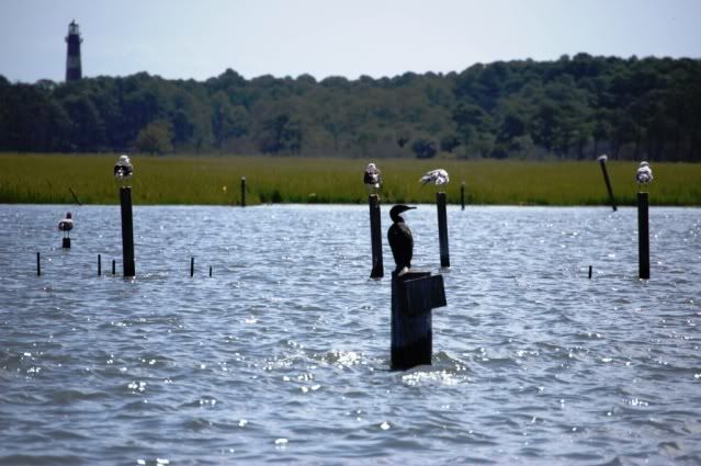 92lighthousecormorantsseagulls.jpg