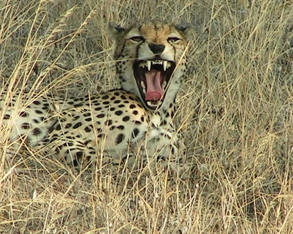 yawningcheetah.jpg