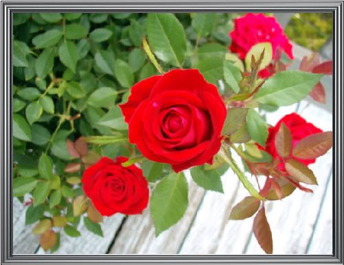 920167172_c4631c720c_b-1-1.jpg picture by Tayira