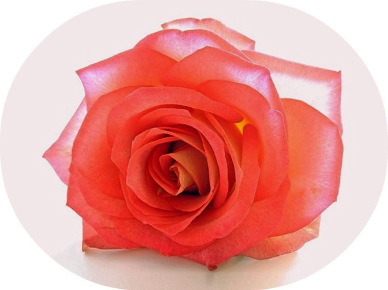 softrose-1-1.jpg picture by Tayira