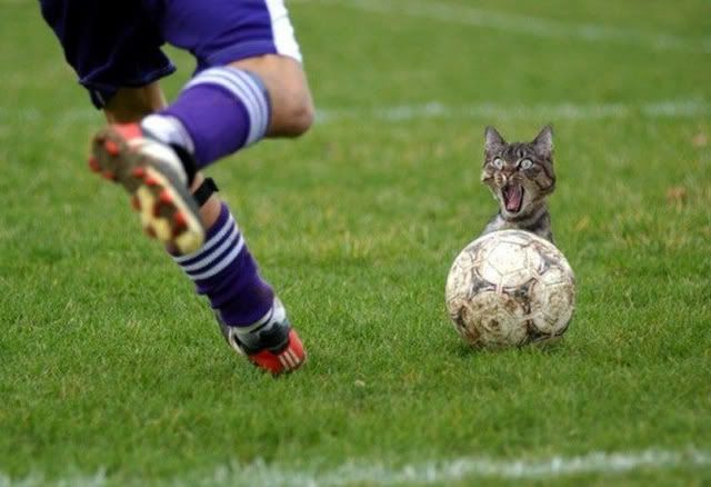 f-funny-cat-3539.jpg