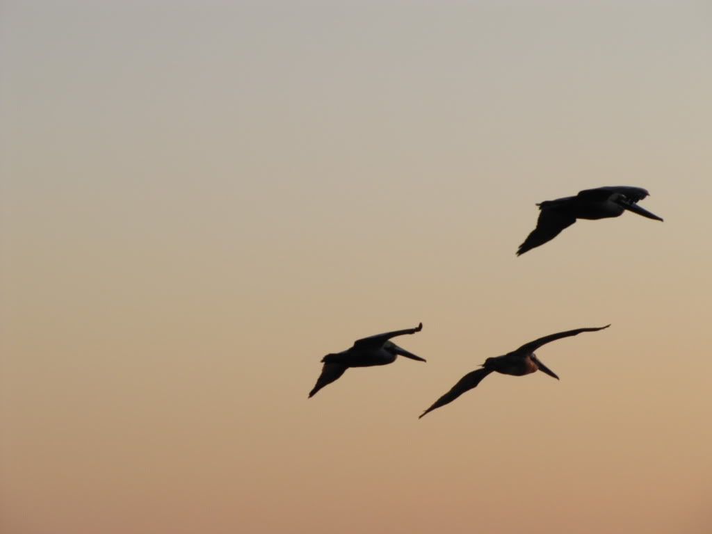 IMAGE: http://i259.photobucket.com/albums/hh311/duckduckdog/IMG_0343.jpg