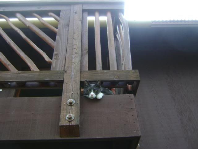 External inline image provided by member with no explanatory text
