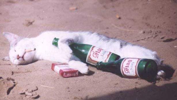 drunk cat Pictures, Images and Photos