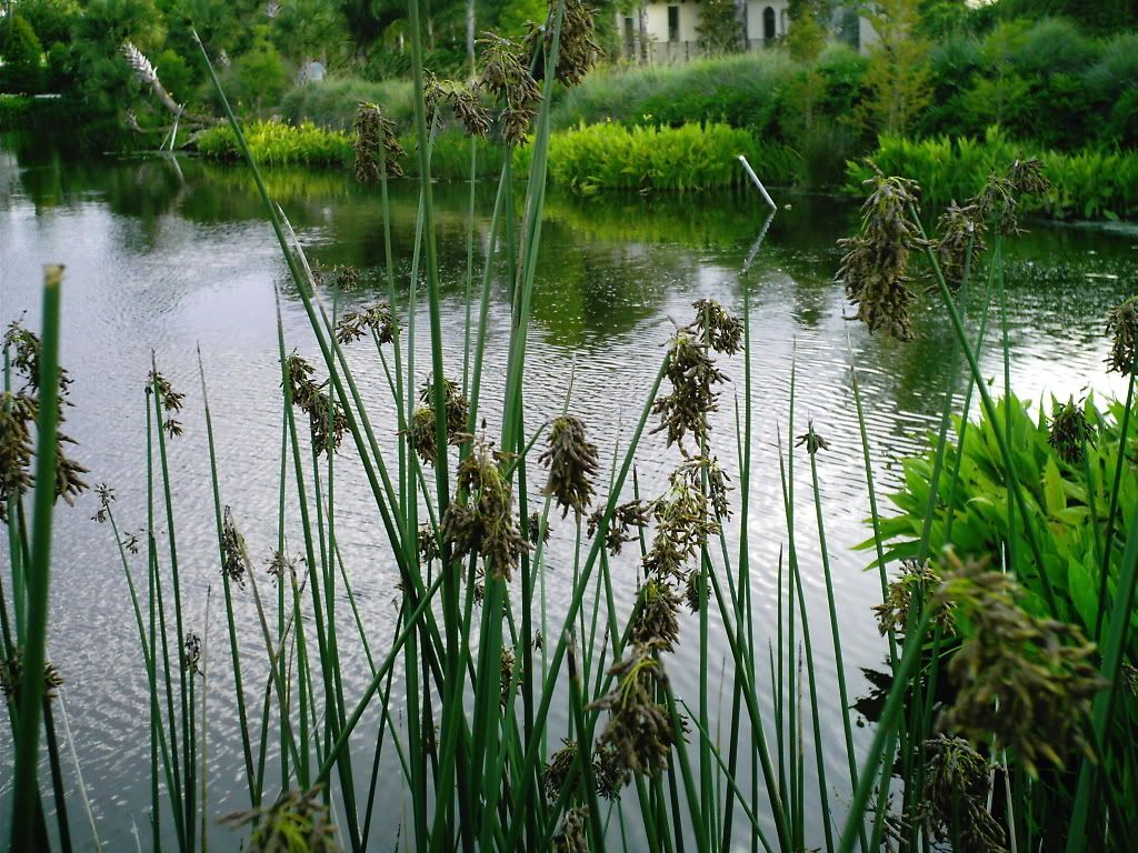 Water Plants Pictures, Images and Photos