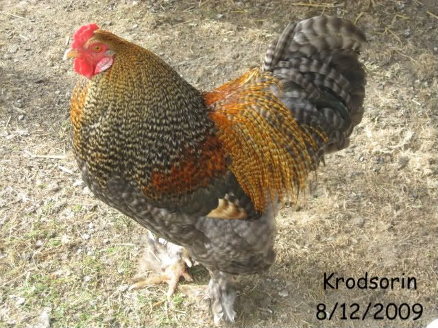 Brahma Rooster