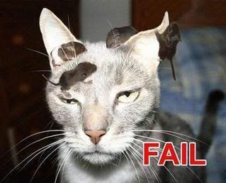 fail_cat2.jpg