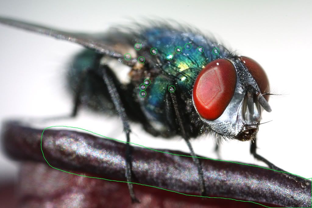 IMAGE: http://i259.photobucket.com/albums/hh316/tipitiwitchet/misc/fly.jpg