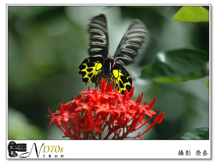 http://i259.photobucket.com/albums/hh317/kamitai/flower/butterfly-256.jpg