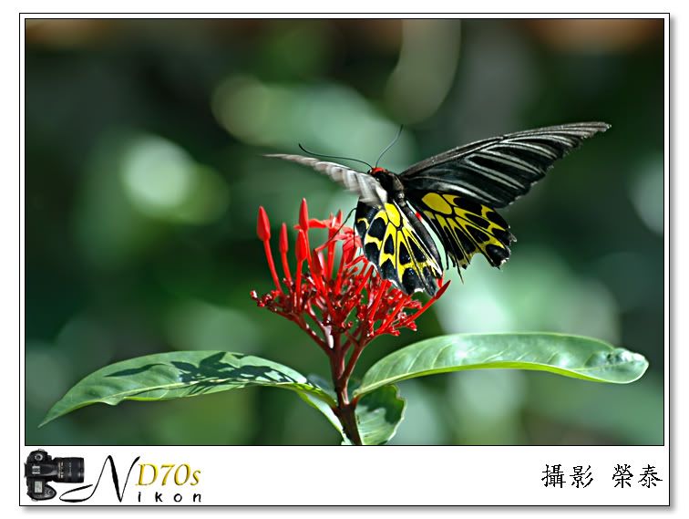 http://i259.photobucket.com/albums/hh317/kamitai/flower/butterfly-257.jpg