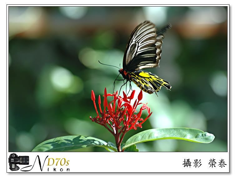 http://i259.photobucket.com/albums/hh317/kamitai/flower/butterfly-258.jpg