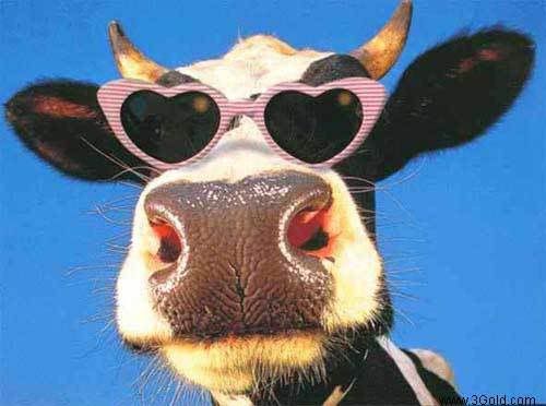 cow.jpg cow image by mlschilling