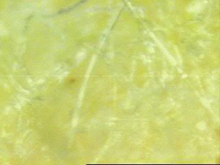 Image010Bosch1.jpg