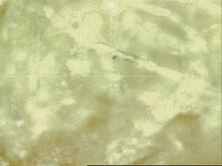 Image010K26N1.jpg