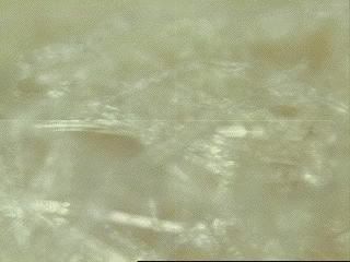 Image010Proline.jpg