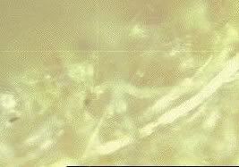 Image010PureOne2.jpg