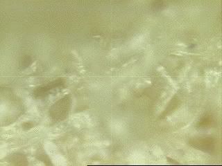 Image010STP.jpg