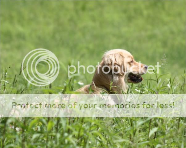 Song of the Open Road - Golden Retrievers : Golden Retriever Dog Forums