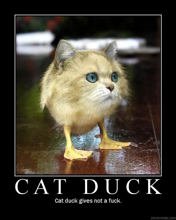 https://i259.photobucket.com/albums/hh299/cshollister96/CatDuck.jpg