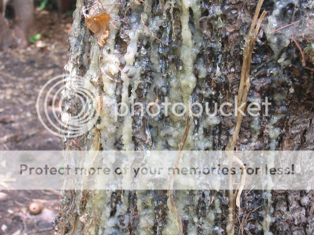 Causes of sap oozing on trunk | Arboristsite.com